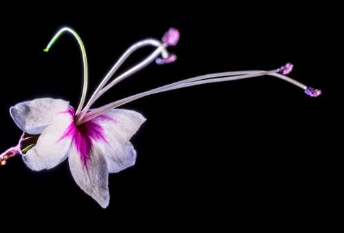 Wild Flower Flower Blossom Bloom White Pink