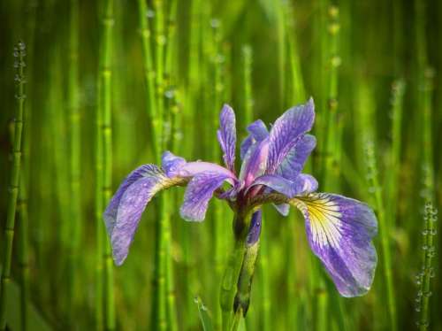 Wild Flower Iris Nature Spring Natural Flower