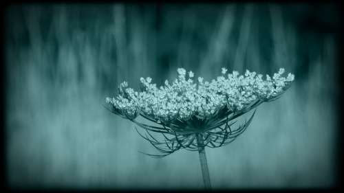 Wild Flower Black Flower Wild Carrot