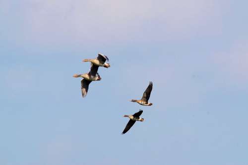 Wild Geese Migratory Birds Formation Landscape
