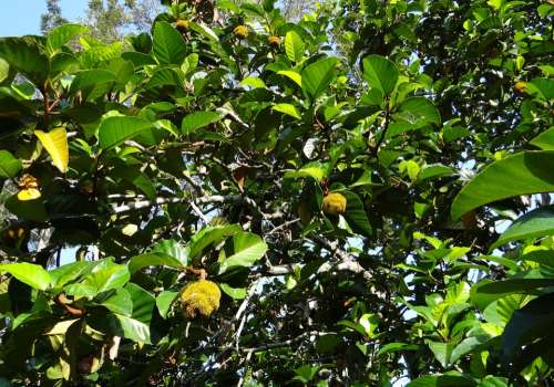 Wild Jack Jungle Jack Tree Fruit