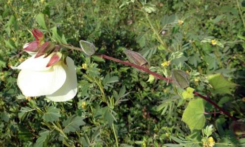 Wild Ladyfinger Abelmoschus Manihot Flower Pods