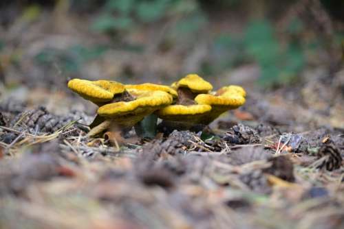 Wild Mushroom Yellow Nature Colorful Mushrooms