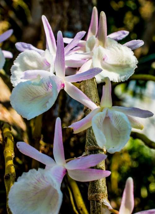 Wild Orchid Orchid White Violet Blossom Bloom