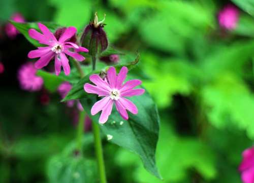 Wild Plant Dianthus Red Campion Campion Flower