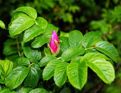 Wild Rose Blossom Bloom Closed Bush Not Crossed