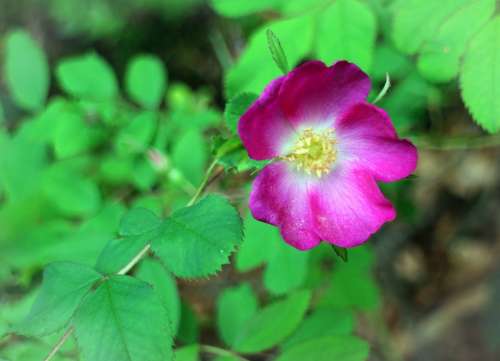 Wild Rose Rose Blossom Bloom Pink Nature
