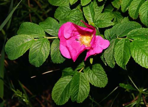 Wild Rose Blossom Bloom Fragrant Macro Colorful