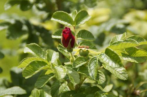 Wild Rose Dog Rose Hageman Rose Rose Hip Red