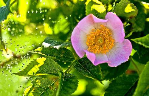 Wild Rose Field Rose Flower Flora Pink The Petals