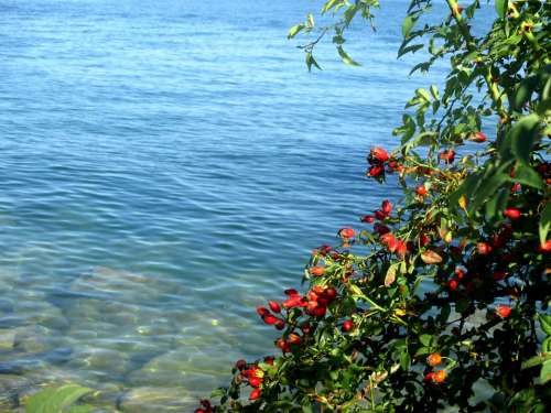 Wild Rose Bush Rose Hip Red Fruits Lake Water