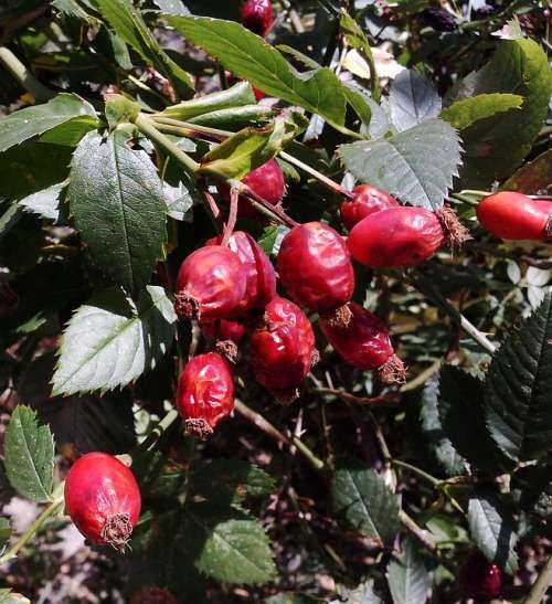 Wild Rose Nature Red Fruit Vegetable