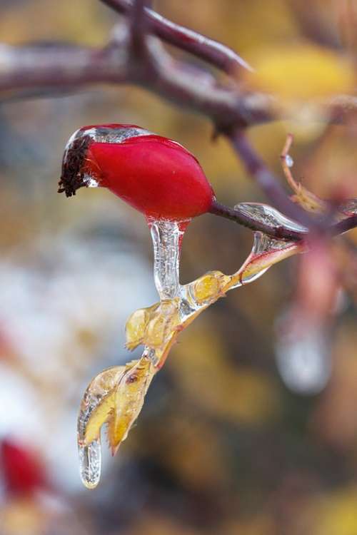 Wild Rose Branch Cold Crystal Freeze Frost Frosty
