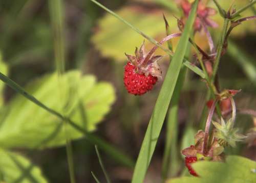 Wild Strawberry Summer Berry Red Fragaria Vesca