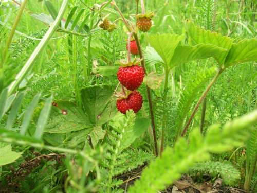 Wild Strawberry Berry Tasty Closeup Red Garden