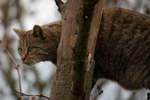 Wildcat Cat Animal Nature