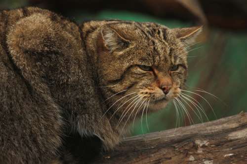 Wildcat Cat Animal Nature