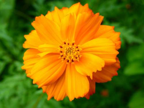 Wildflower Flower Orange Bloom Closeup Blossom