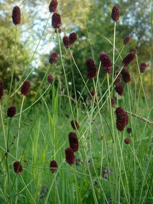 Wildflowers In The Grass Spring Brown Cone Stem