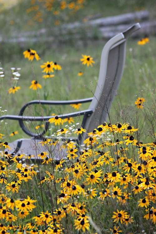 Wildflowers Daisies Chair Nature
