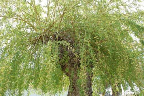 Willow Tree Green Nature