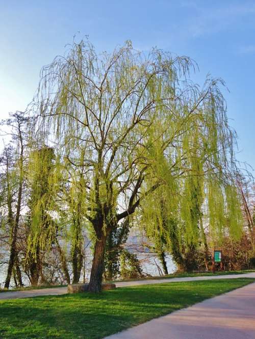 Willow Branches Tree Green Nature Sky Blue