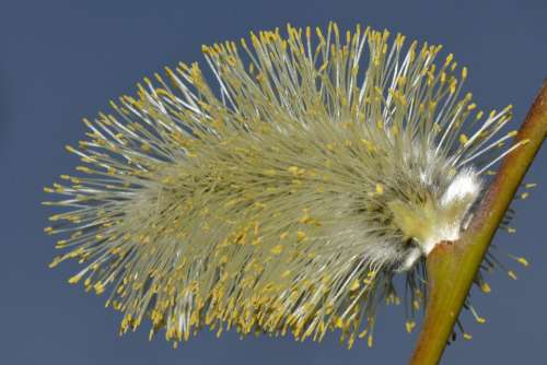 Willow Spring Nature Macro