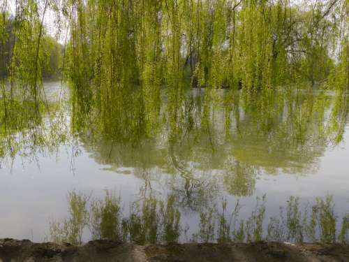 Willow Tree Nature Landscape Lake Pond Reflection