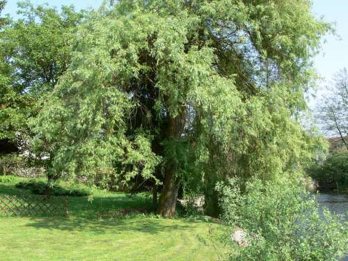 Willow Tree Green Nature