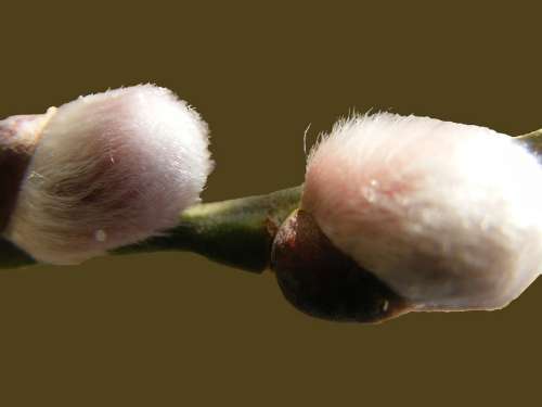 Willow Catkin Soft Fluffy