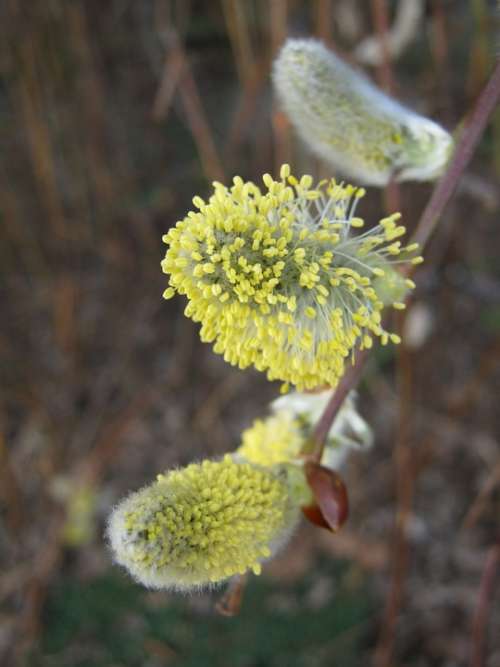 Willow Catkin Spring Grazing Greenhouse Morning