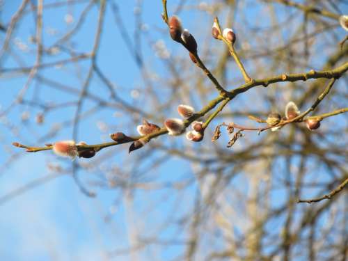 Willow Catkin Spring Branch Blossom Bloom Pasture