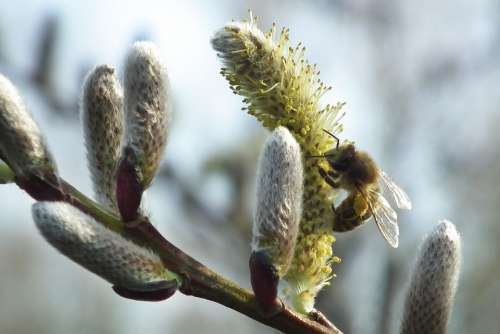 Willow Catkin Spring Grazing Greenhouse March