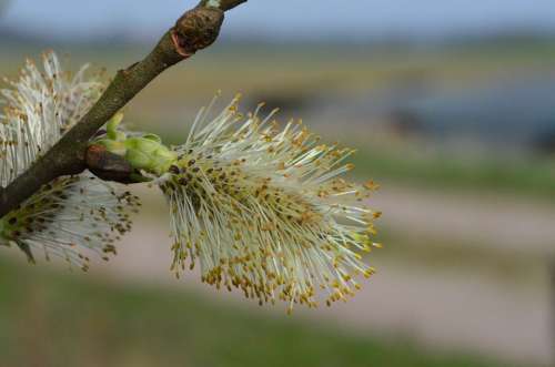 Willow Catkin Pasture Spring Blossom