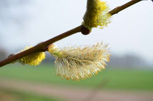 Willow Catkin Pasture Inflorescence
