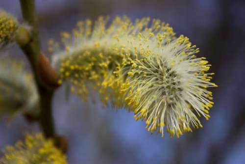 Willow Catkin Grazing Greenhouse Spring Blossom