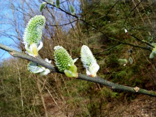Willow Catkin Plant Nature Branches Signs Of Spring