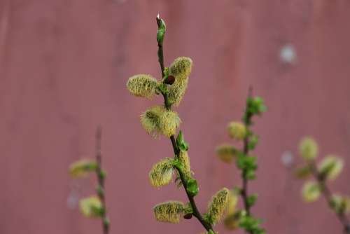 Willow Catkin Yellow Green Rust Faded Branch