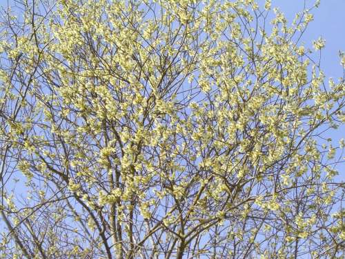 Willow Catkin Spring Bloom Palm Branches