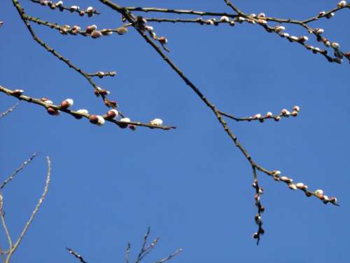 Willow Catkin Spring Blue Sky