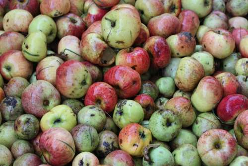 Windfall Apple Food Apfelernte Steuobst Nature