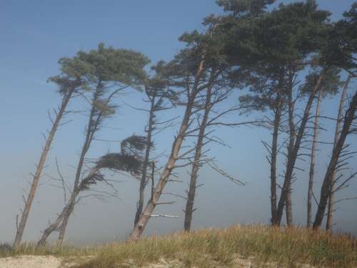 Windfluechter Wind Trees Coast Beach Sea