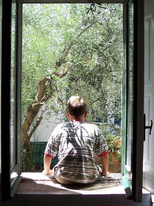 Window Guy From Behind Olivo Olive Tree Trees