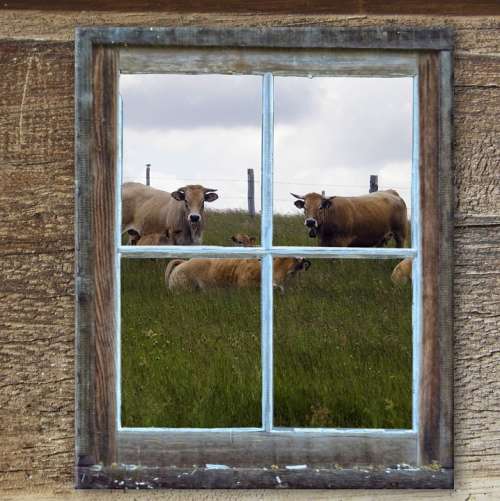 Window Old Hut Alm Cows Summer Meadow Pasture
