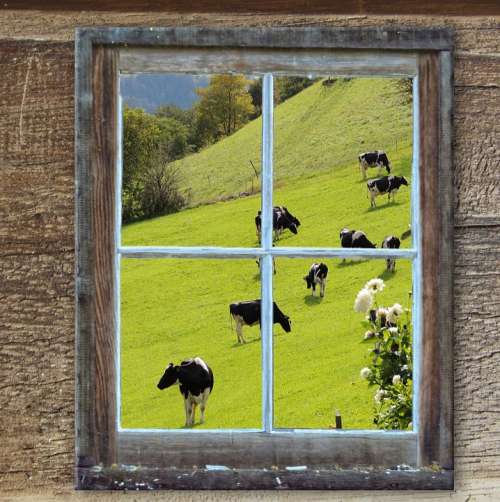 Window Old Hut Alm Cows Summer Meadow Pasture