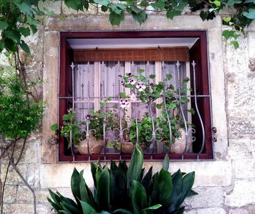 Window Flower Faye House Plant Garden Green