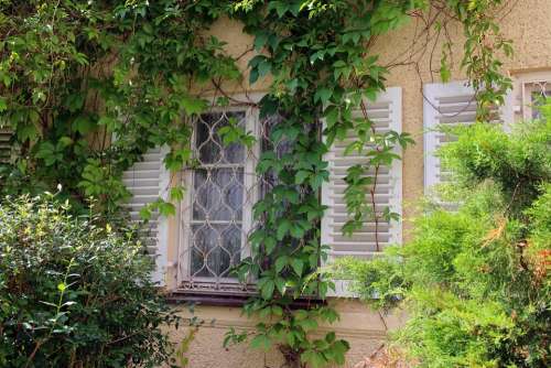 Window Ivy Wine Partner Wall Facade Climber Plant