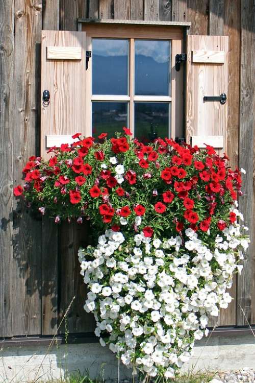 Window Flowers Petunia Hanging Plant Balcony Plants
