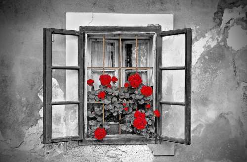 Window House Black And White Flowers Colorkey