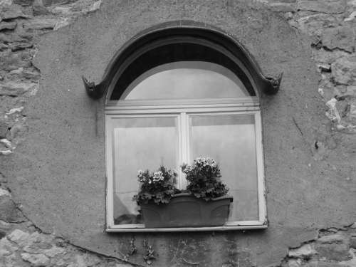 Window Lonely Alone Black And White Plant Glass